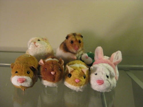 Cute Animals Side By Side With Toy Versions Of Themselves