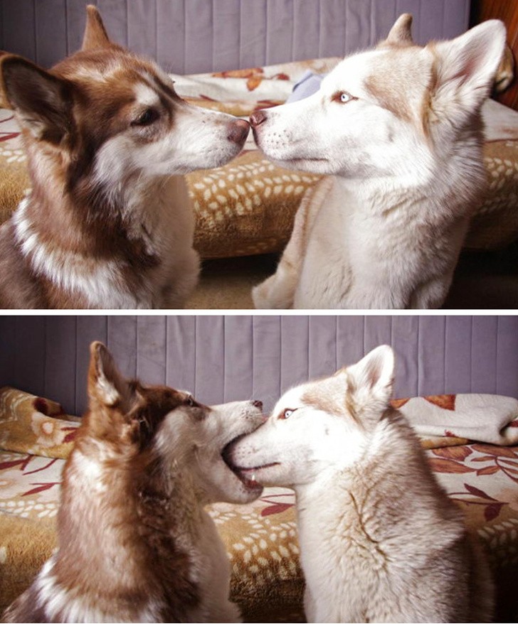 Photos of Animals That Can Help You Make It to the End of the Da