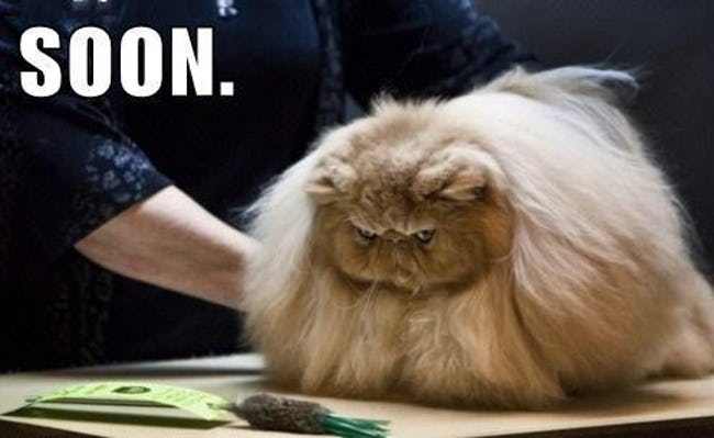 Cats Who Are Not Happy with Their New Hair Styles