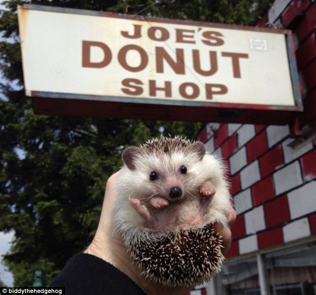 Biddy, the Travelling Hedgehog