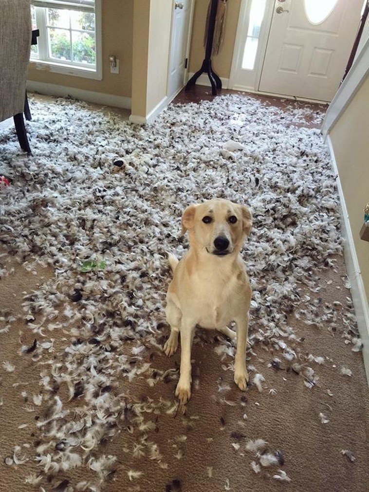 Hysterical Photos of Dogs Testing Their Owner’s Patience to the