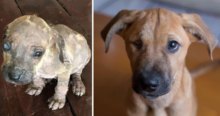 Heartwarming Transformation Of Pets Who Found Their Forever Home