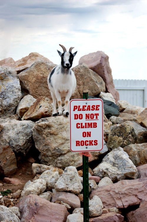 Badass Animals Who Don’t Care About Your Stupid Rules
