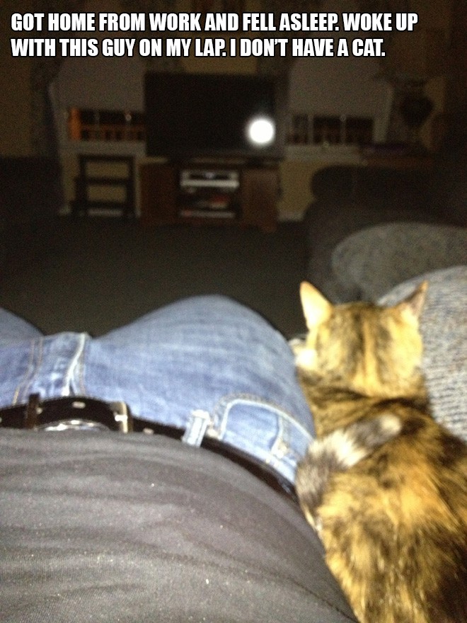 Funniest “I Don’t Own A Cat” Moments That Happened To People