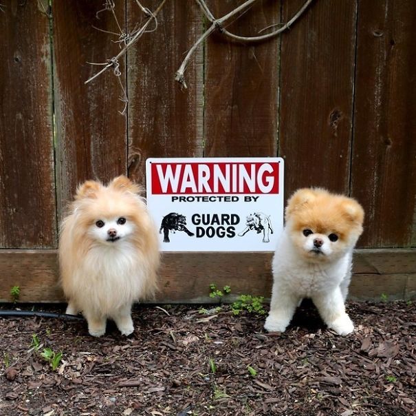 Hilarious Dog Warning Signs That Will Scare Any Intruder