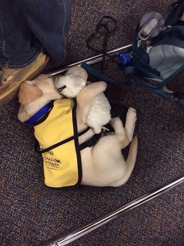 Puppies on Their First Days of Work That Will Make Your Day