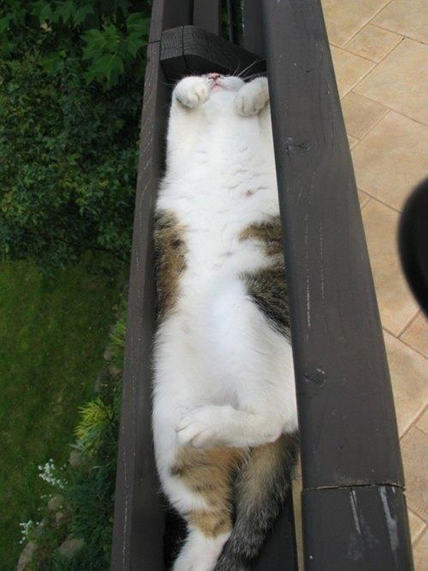 Pics That Prove Cats Can Sleep Purrretty Much Anywhere