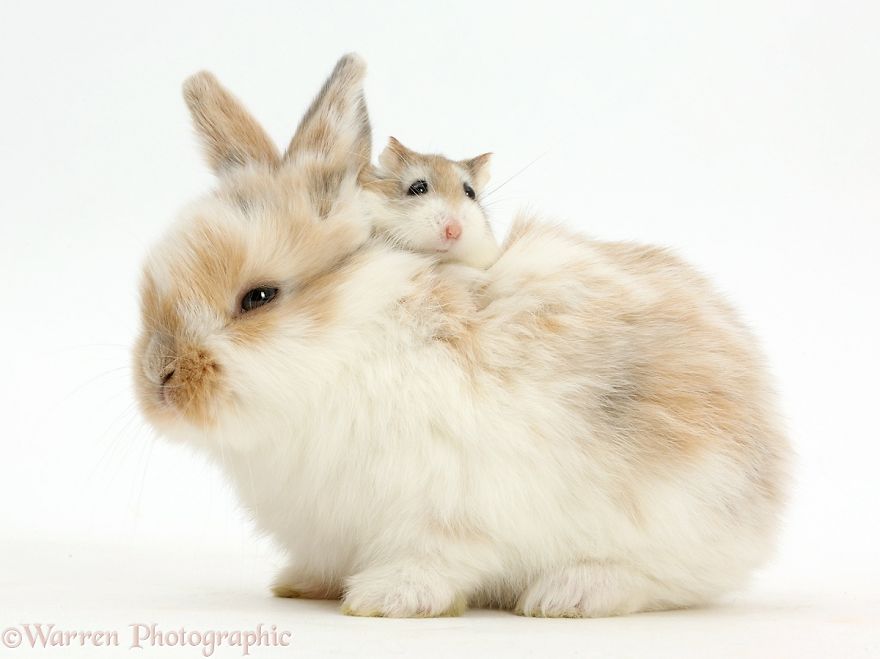 Animal Brothers from Other Mothers