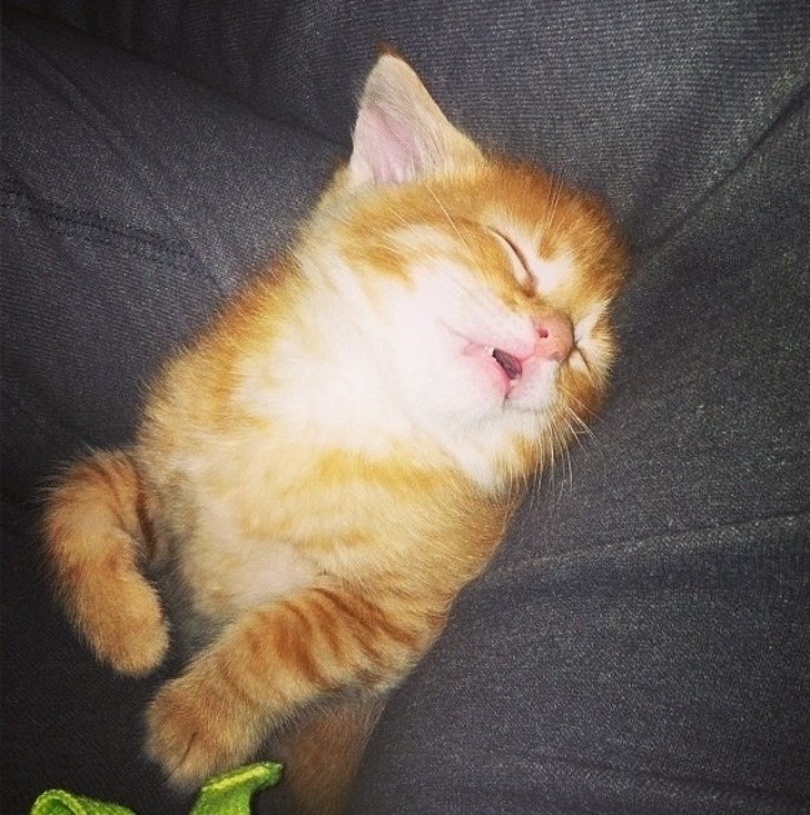 Animals That Can’t Hide Their Emotions Anymore