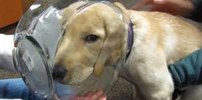 Animals that have really gotten themselves in funny situations