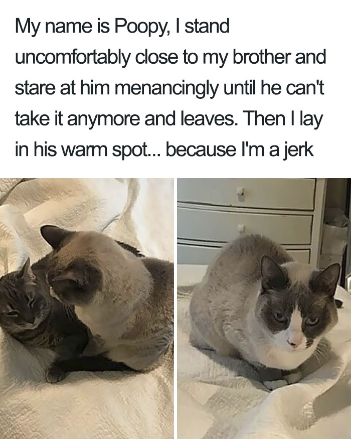 These Cats Were Publicly Shamed For Their Hilariously Crimes