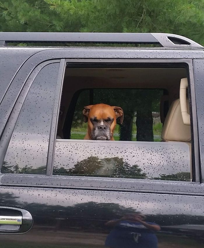 Hilarious Photos Proving Boxers Are both Weird and  Adorable