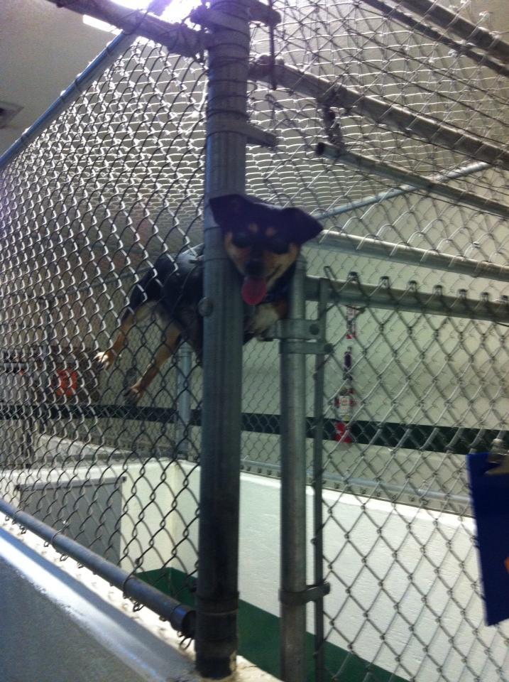 WTF dog photos that make no sense at all