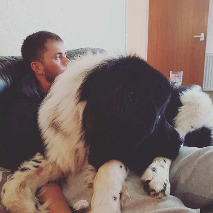 Big Dogs Who Think They're Lap Dogs