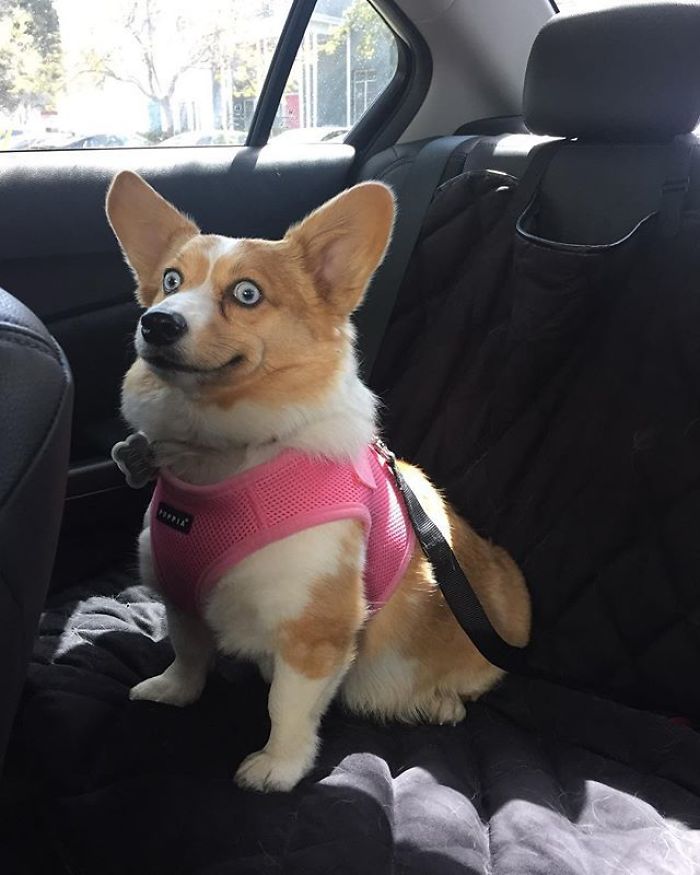 Hilariously Adorable Reasons Why the Queen Chose Corgis