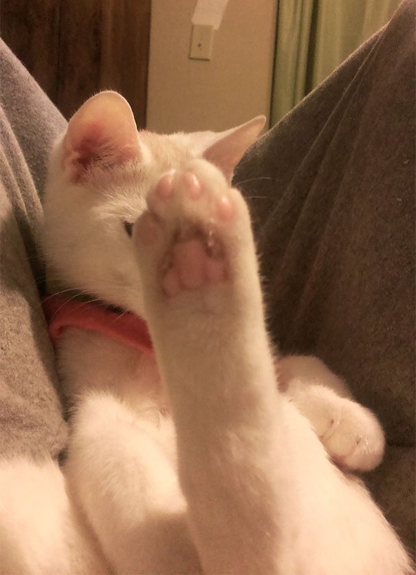 Times When Cats Didn’t Want To Be In Your Boring Selfies