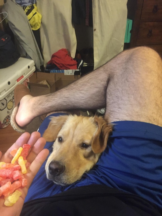 Cute Animals That Are Obsessed With Your Food