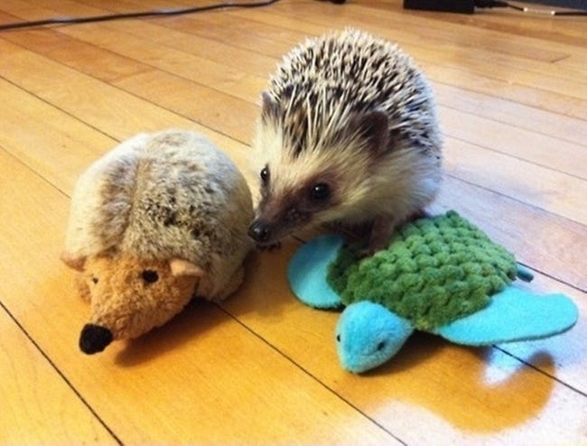 Cute Animals Side By Side With Toy Versions Of Themselves