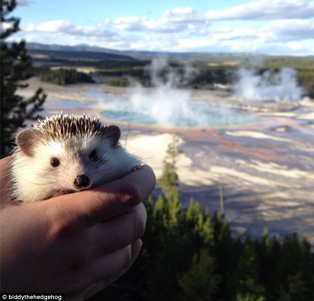 Biddy, the Travelling Hedgehog