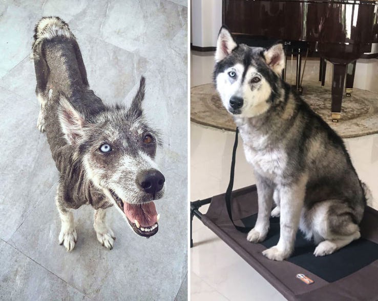 Heartwarming Transformation Of Pets Who Found Their Forever Home