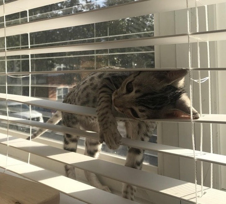 Photos of Animals That Can Help You Make It to the End of the Da