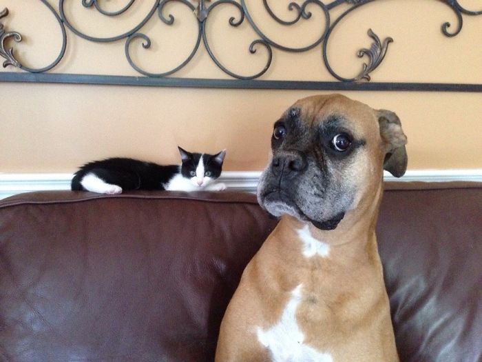 Hilarious Photos Proving Boxers Are both Weird and  Adorable