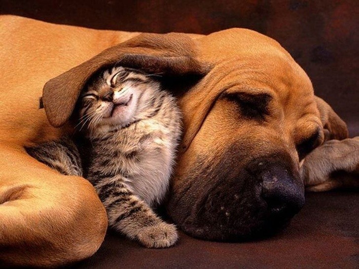 Friendships Between Cats And Dogs That Could Make Anyone smile