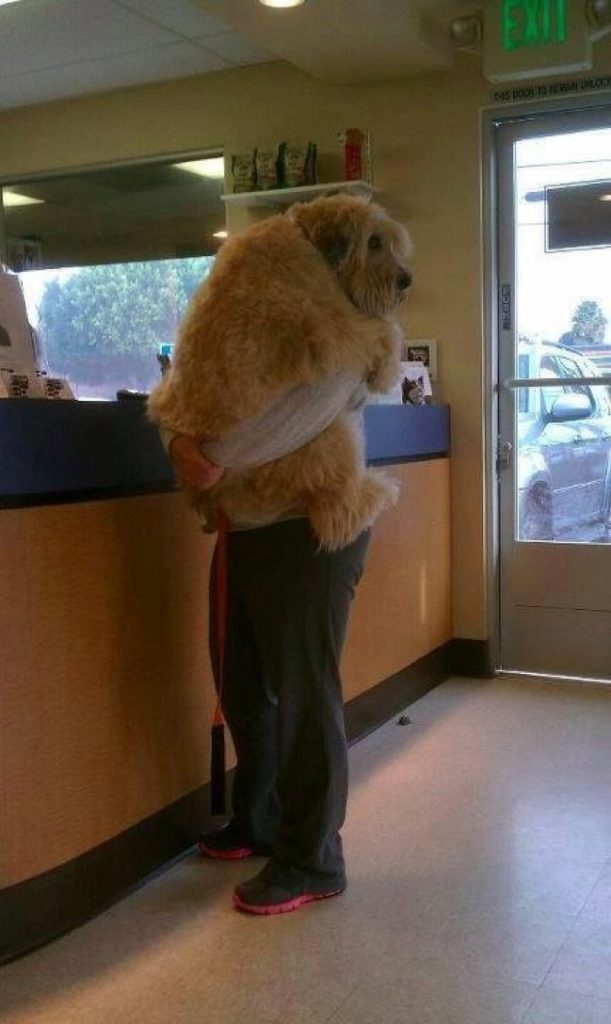 Pets Who Just Realized That They’re Headed to the Vet