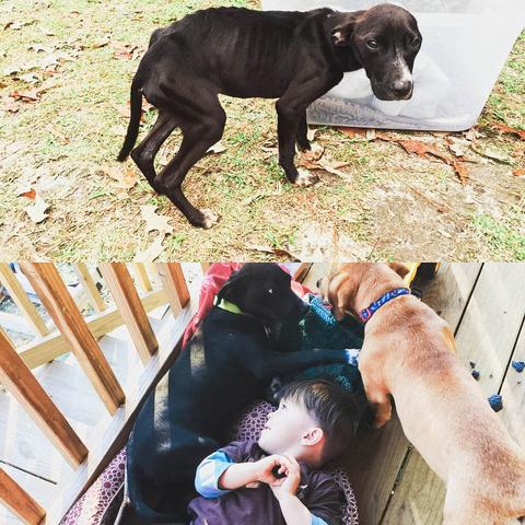 Heartwarming Transformation Of Pets Who Found Their Forever Home