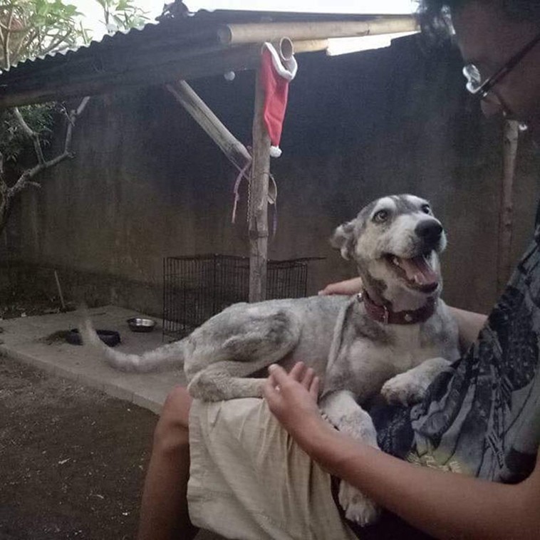 Man Found a Sick Stray Dog and nursed her to health