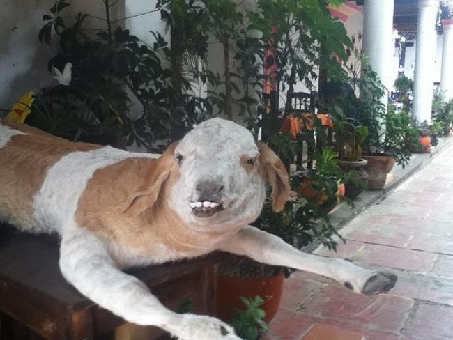 Taxidermy FAILs That Are Both Funny and Horrifying