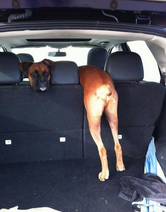 Hilarious Photos Proving Boxers Are both Weird and  Adorable
