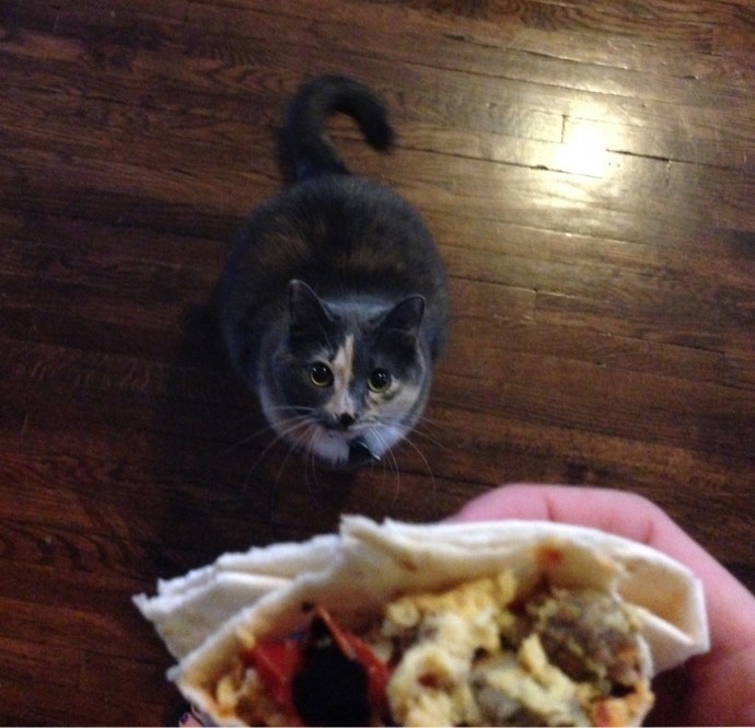 Cute Animals That Are Obsessed With Your Food