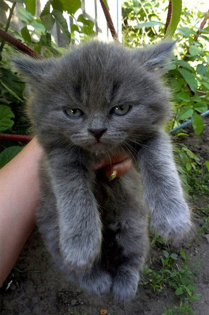 Angry Kittens Who Demand To Be Taken Seriously Right Meow