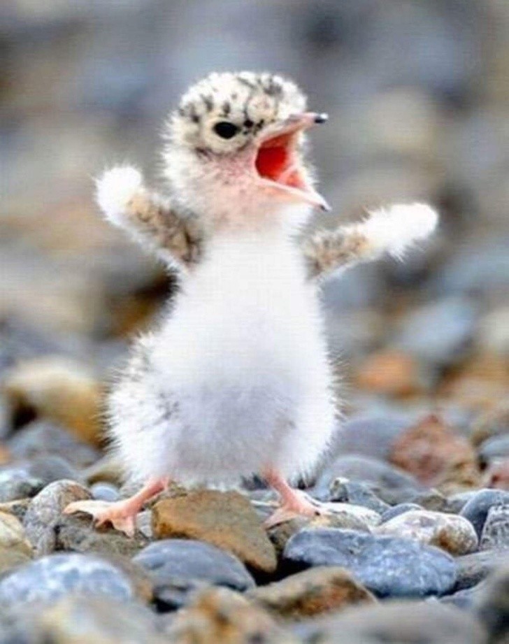 Animals That Can’t Hide Their Emotions Anymore