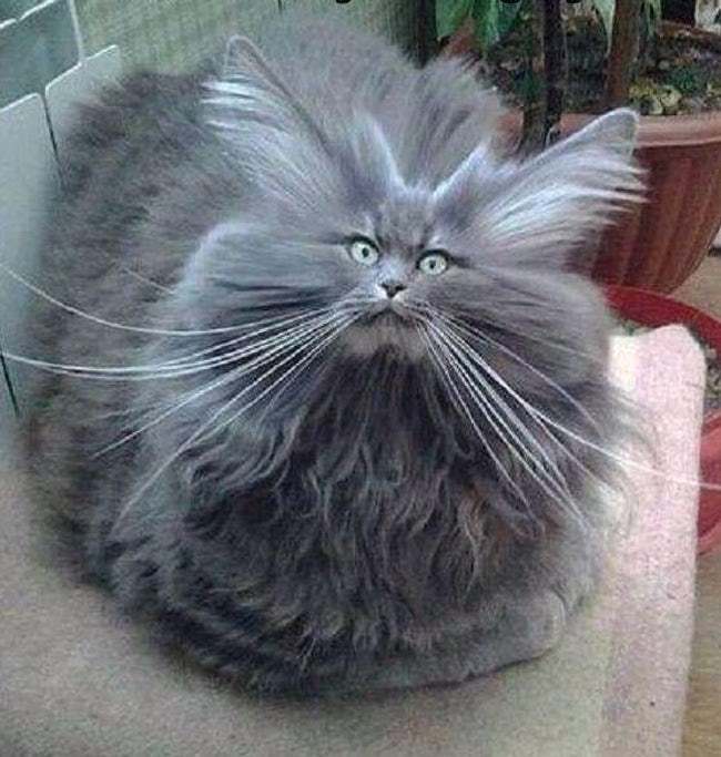 Cats Who Are Not Happy with Their New Hair Styles