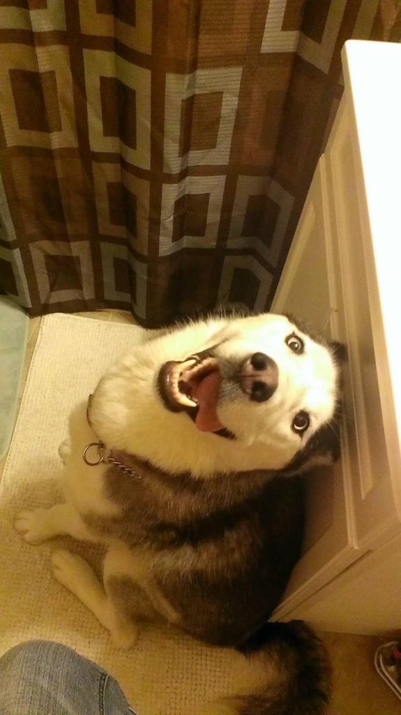 Cute Derpy Dogs That'll Make You Smile