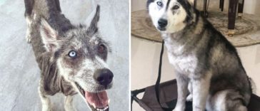 Heartwarming Transformation Of Pets Who Found Their Forever Home
