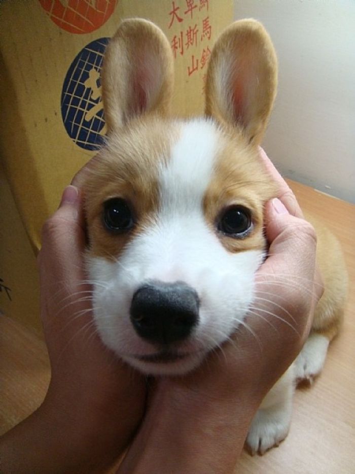 Hilariously Adorable Reasons Why the Queen Chose Corgis