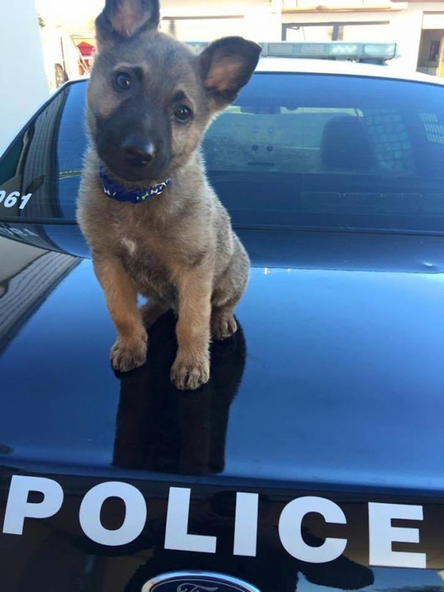 Puppies on Their First Days of Work That Will Make Your Day