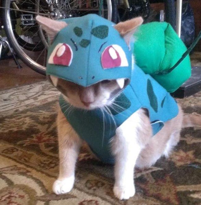 Cats Whose Anime Cosplay Is Better Than Yours