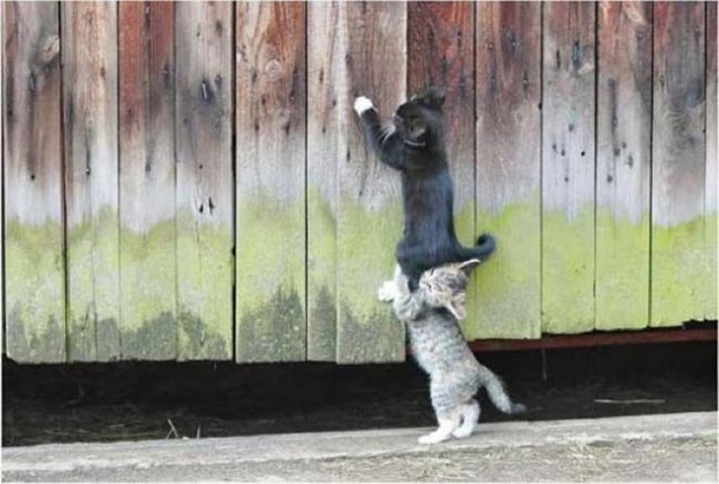 Most Adorable Examples of Animal Teamwork