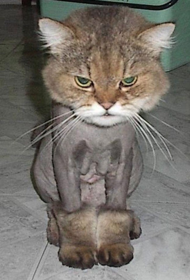 Cats Who Are Not Happy with Their New Hair Styles