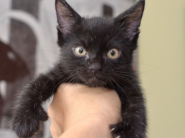 Angry Kittens Who Demand To Be Taken Seriously Right Meow