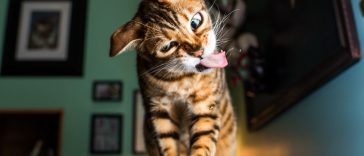 Photos Of Cats High On Catnip, It’s Sooo Much Fun