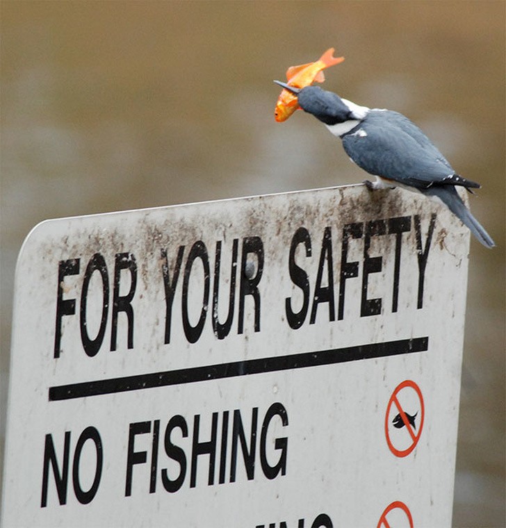Badass Animals Who Don’t Care About Your Stupid Rules