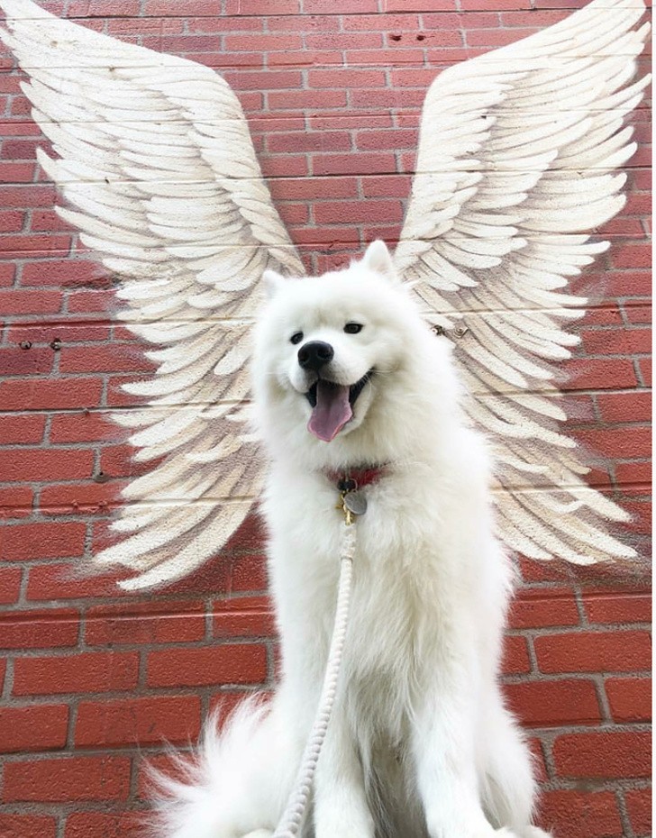 Photos of Animals That Can Help You Make It to the End of the Da
