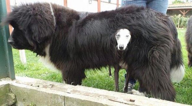 WTF dog photos that make no sense at all