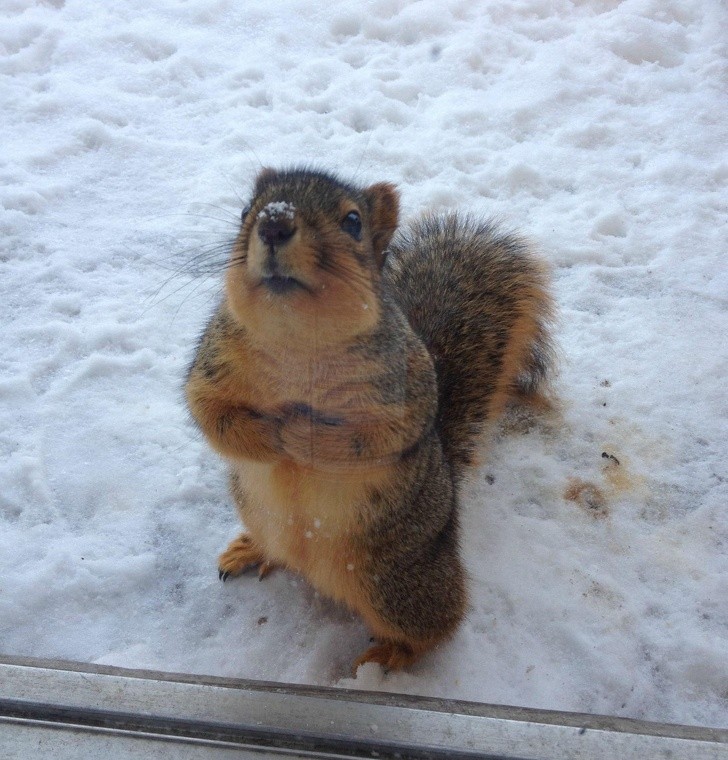 Animals That Can’t Hide Their Emotions Anymore