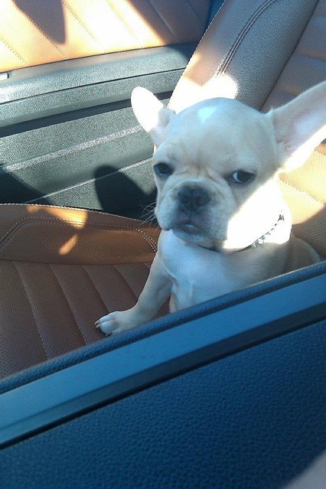 Pets Who Just Realized That They’re Headed to the Vet